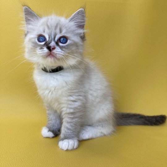 chaton Ragdoll seal tabby point mitted Saphyr Les Ragdolls de la Croisette