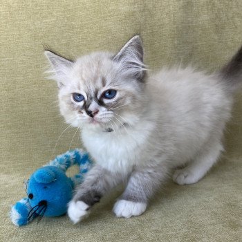 chaton Ragdoll seal tabby point mitted Saphyr Les Ragdolls de la Croisette