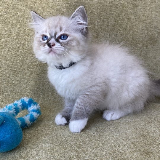 chaton Ragdoll seal tabby point mitted Saphyr Les Ragdolls de la Croisette