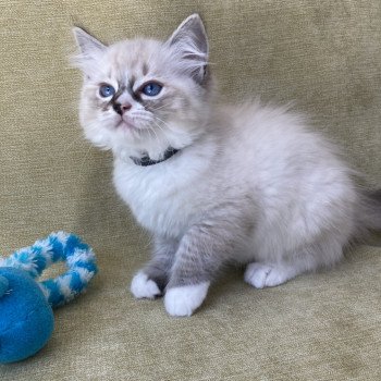 chaton Ragdoll seal tabby point mitted Saphyr Les Ragdolls de la Croisette chaton Ragdoll seal tabby point mitted Saphyr Les Ragdolls de la Croisette