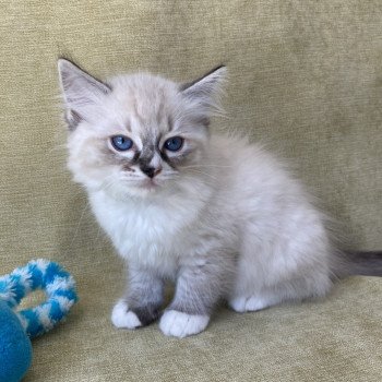 chaton Ragdoll seal tabby point mitted Saphyr Les Ragdolls de la Croisette