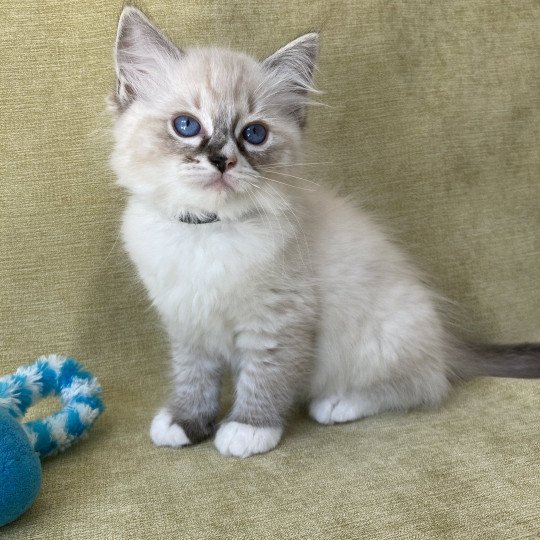 chaton Ragdoll seal tabby point mitted Saphyr Les Ragdolls de la Croisette