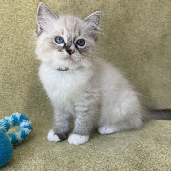 chaton Ragdoll seal tabby point mitted Saphyr Les Ragdolls de la Croisette