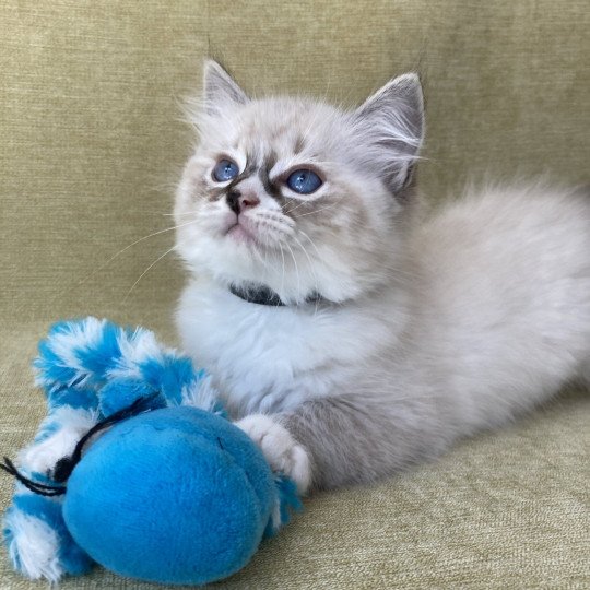 chaton Ragdoll seal tabby point mitted Saphyr Les Ragdolls de la Croisette