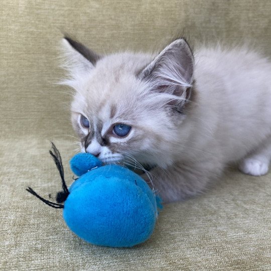 chaton Ragdoll seal tabby point mitted Saphyr Les Ragdolls de la Croisette