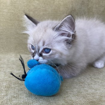 chaton Ragdoll seal tabby point mitted Saphyr Les Ragdolls de la Croisette