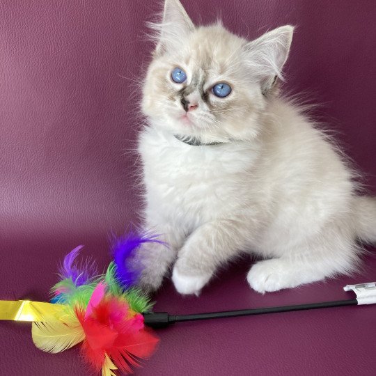 chaton Ragdoll seal tabby point mitted Saphyr Les Ragdolls de la Croisette