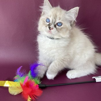 chaton Ragdoll seal tabby point mitted Saphyr Les Ragdolls de la Croisette chaton Ragdoll seal tabby point mitted Saphyr Les Ragdolls de la Croisette
