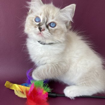 chaton Ragdoll seal tabby point mitted Saphyr Les Ragdolls de la Croisette