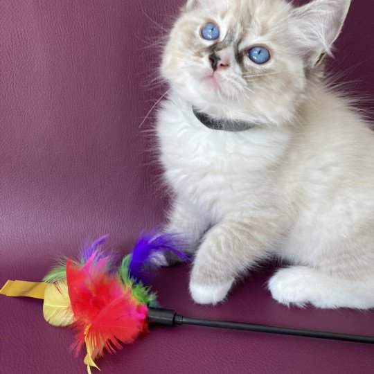 chaton Ragdoll seal tabby point mitted Saphyr Les Ragdolls de la Croisette