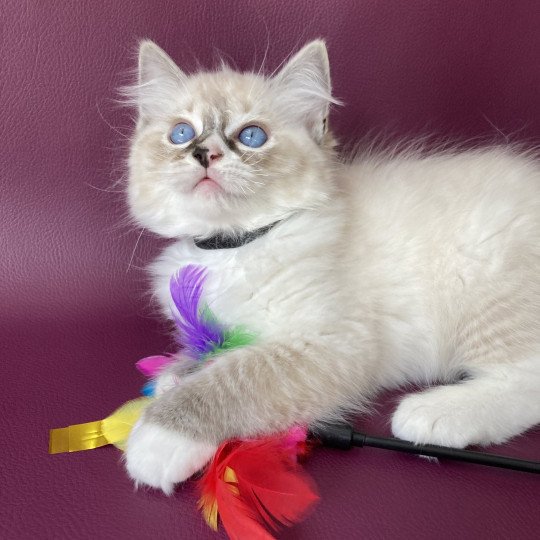 chaton Ragdoll seal tabby point mitted Saphyr Les Ragdolls de la Croisette