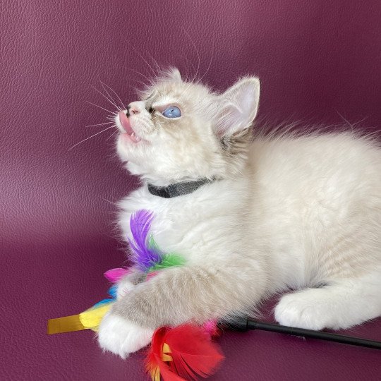 chaton Ragdoll seal tabby point mitted Saphyr Les Ragdolls de la Croisette