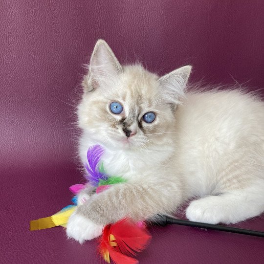 chaton Ragdoll seal tabby point mitted Saphyr Les Ragdolls de la Croisette