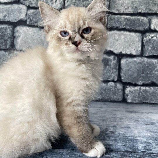 chaton Ragdoll seal tabby point mitted Saphyr Les Ragdolls de la Croisette