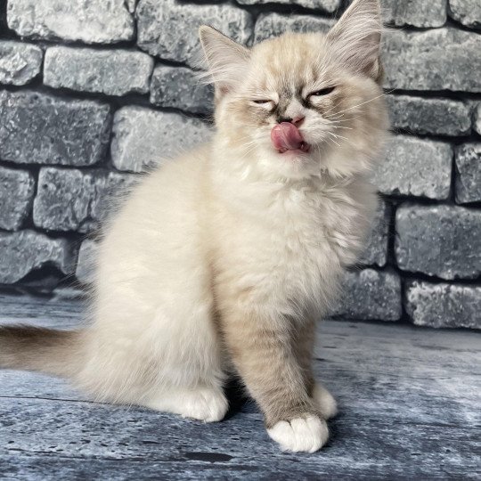 chaton Ragdoll seal tabby point mitted Saphyr Les Ragdolls de la Croisette