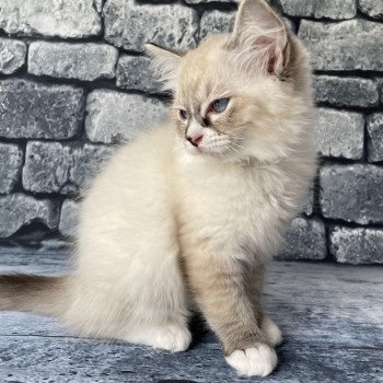 chaton Ragdoll seal tabby point mitted Saphyr Les Ragdolls de la Croisette