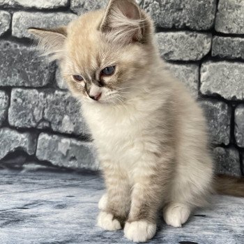 chaton Ragdoll seal tabby point mitted Saphyr Les Ragdolls de la Croisette