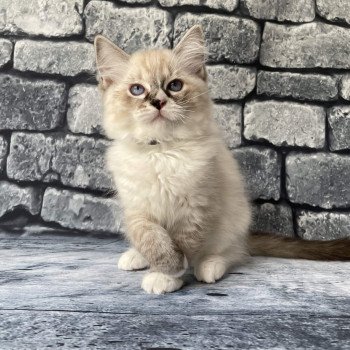 chaton Ragdoll seal tabby point mitted Saphyr Les Ragdolls de la Croisette