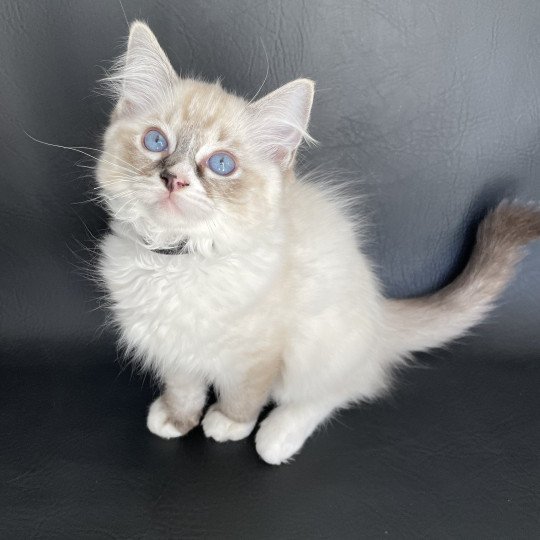 chaton Ragdoll seal tabby point mitted Saphyr Les Ragdolls de la Croisette