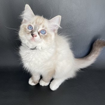 chaton Ragdoll seal tabby point mitted Saphyr Les Ragdolls de la Croisette