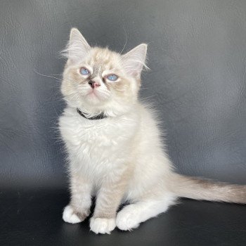 chaton Ragdoll seal tabby point mitted Saphyr Les Ragdolls de la Croisette