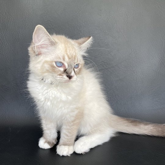 chaton Ragdoll seal tabby point mitted Saphyr Les Ragdolls de la Croisette