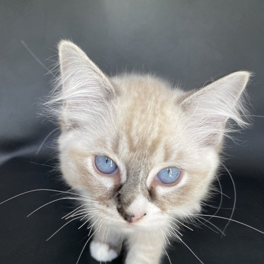 chaton Ragdoll seal tabby point mitted Saphyr Les Ragdolls de la Croisette