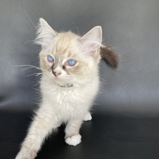 chaton Ragdoll seal tabby point mitted Saphyr Les Ragdolls de la Croisette