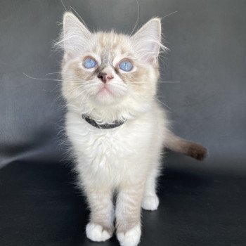 chaton Ragdoll seal tabby point mitted Saphyr Les Ragdolls de la Croisette