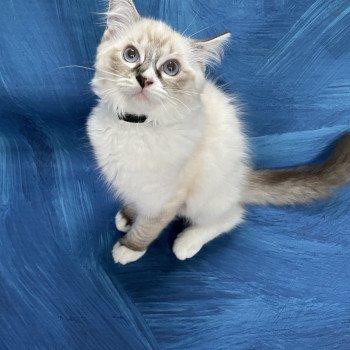 chaton Ragdoll seal tabby point mitted Saphyr Les Ragdolls de la Croisette