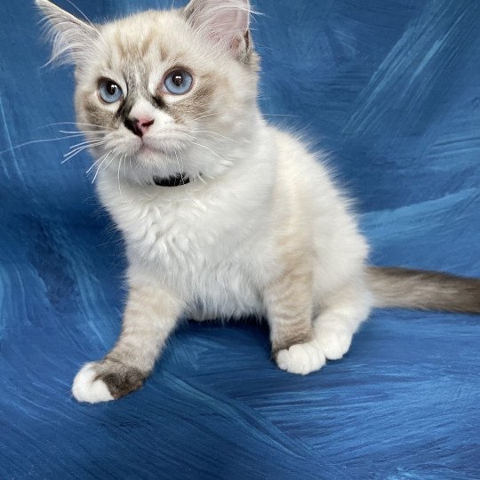 chaton Ragdoll seal tabby point mitted Saphyr Les Ragdolls de la Croisette