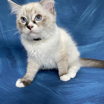 chaton Ragdoll seal tabby point mitted Saphyr Les Ragdolls de la Croisette