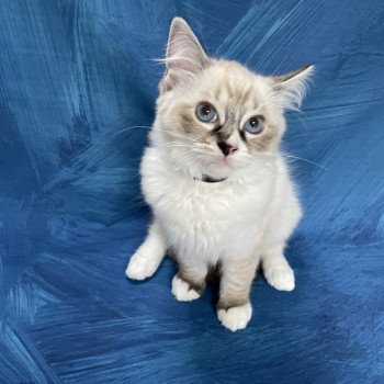 chaton Ragdoll seal tabby point mitted Saphyr Les Ragdolls de la Croisette