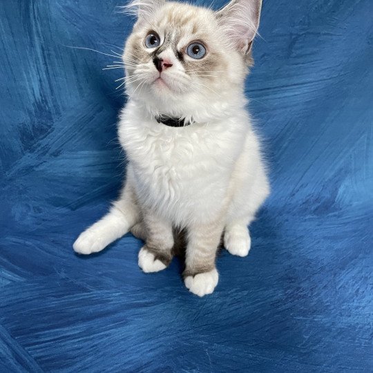 chaton Ragdoll seal tabby point mitted Saphyr Les Ragdolls de la Croisette