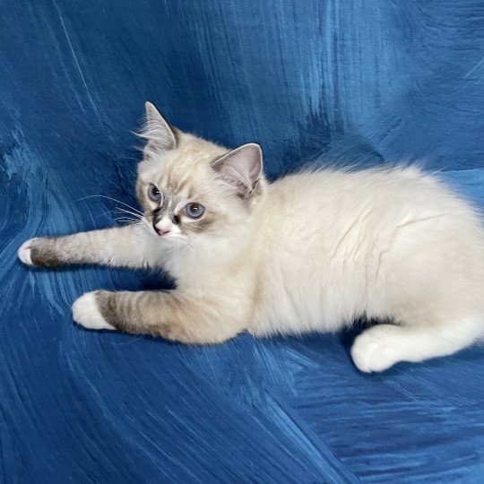 chaton Ragdoll seal tabby point mitted Saphyr Les Ragdolls de la Croisette