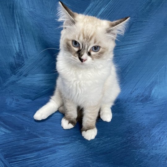 chaton Ragdoll seal tabby point mitted Saphyr Les Ragdolls de la Croisette