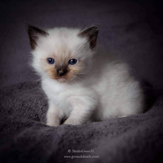 chat Ragdoll black mitted O'Lice Les Ragdolls de la Croisette