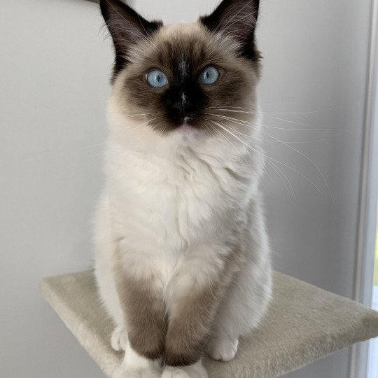 chat Ragdoll black mitted O'Lice Les Ragdolls de la Croisette