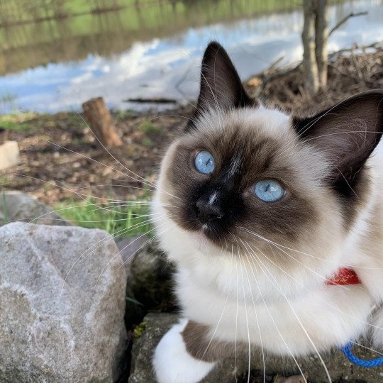 chat Ragdoll black mitted O'Lice Les Ragdolls de la Croisette