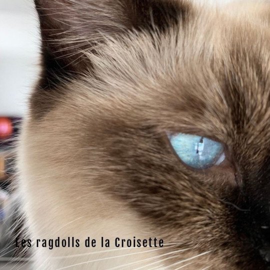 chat Ragdoll black mitted O'Lice Les Ragdolls de la Croisette