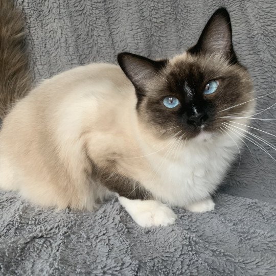 chat Ragdoll black mitted O'Lice Les Ragdolls de la Croisette