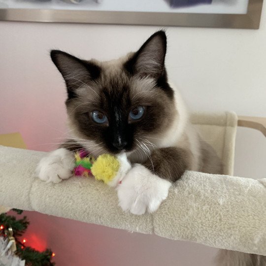 chat Ragdoll black mitted O'Lice Les Ragdolls de la Croisette