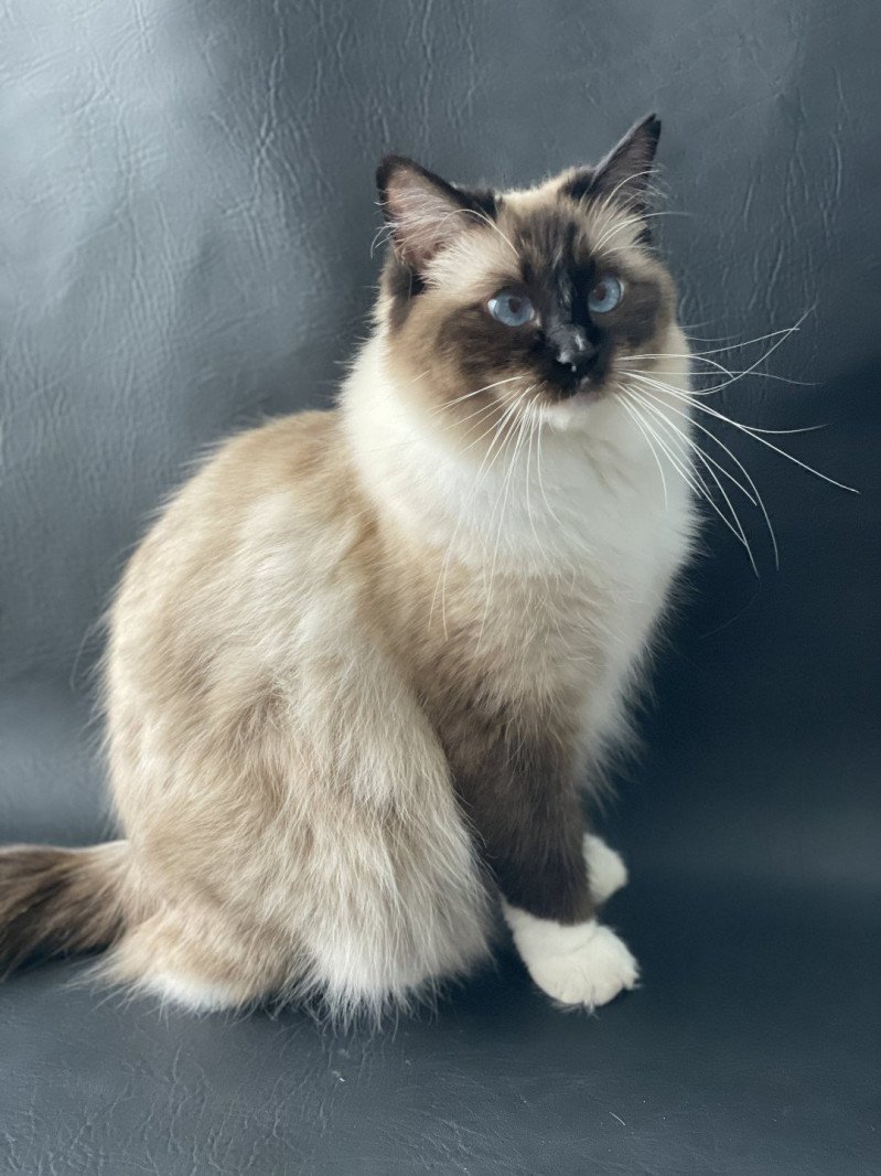 O'Lice Femelle Ragdoll