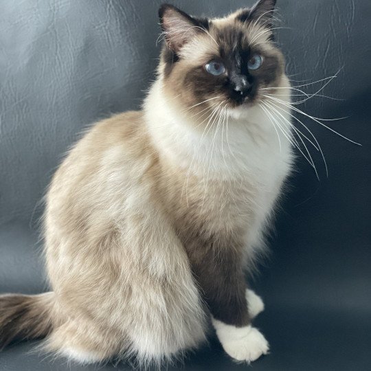 O'Lice Femelle Ragdoll