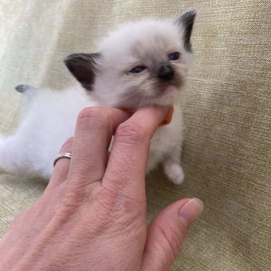 chaton Ragdoll Orange Les Ragdolls de la Croisette