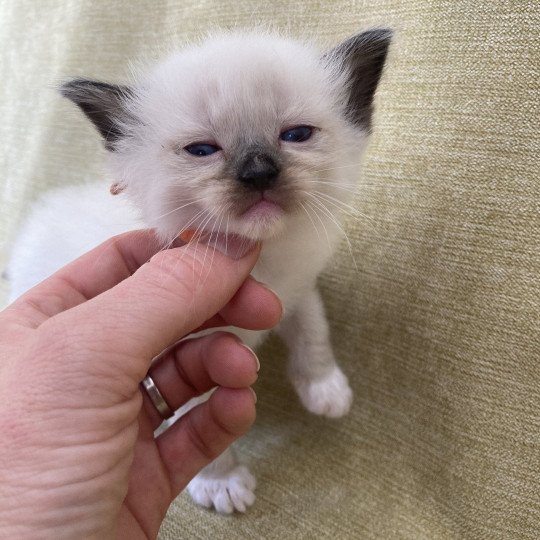 chaton Ragdoll Orange Les Ragdolls de la Croisette