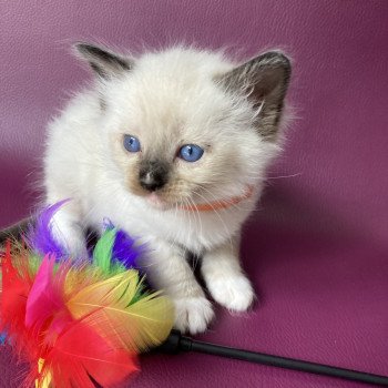 chaton Ragdoll Orange Les Ragdolls de la Croisette