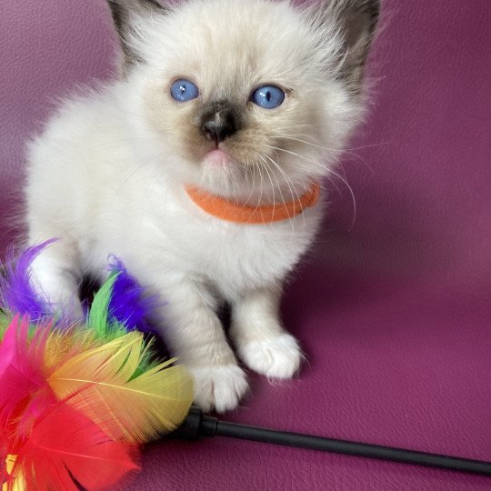 chaton Ragdoll Orange Les Ragdolls de la Croisette