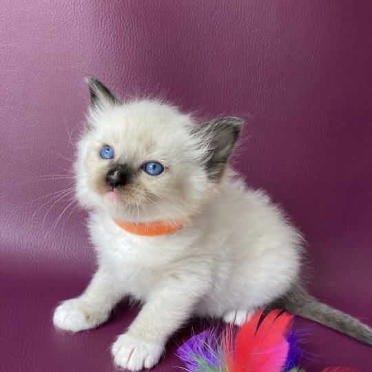 chaton Ragdoll Orange Les Ragdolls de la Croisette