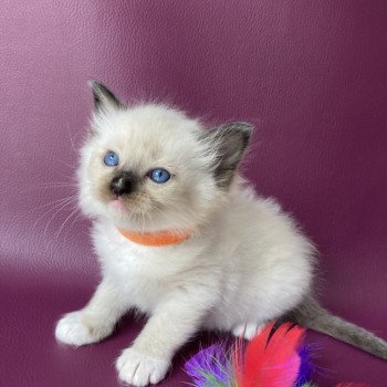 chaton Ragdoll Orange Les Ragdolls de la Croisette